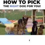 Cesar Millan Instagram - Let’s Start off the Year Right 🎉 How To Pick the Right Dog for You! 🐕 Do you know which position of the pack your dog is? #dog #dogtraining #cesarmillan