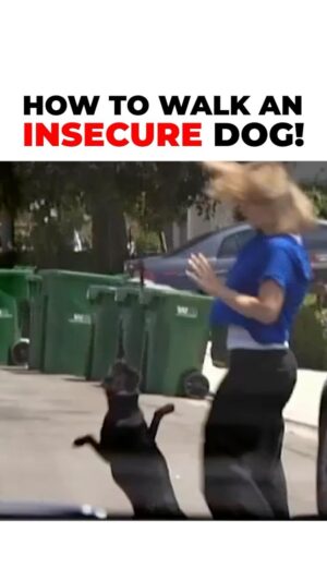 Cesar Millan Instagram - How To Walk An Insecure Dog! We must be aware of what we are nurturing.
