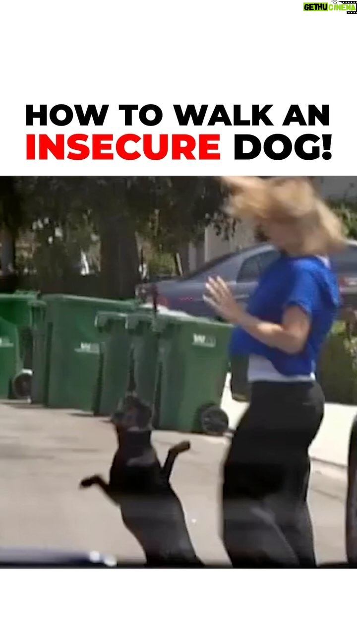 Cesar Millan - 9K Likes - How To Walk An Insecure Dog! We must be aware of what we are nurturing.
