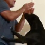 Cesar Millan Instagram - In this video, I meet 3 overly excited dogs. They are so out of control I can’t even get through the front door! Are you negotiating with your dog at the door? As the Pack Leaders, we must give direction in a calm assertive state to our dogs. ——— En este vídeo conozco a 3 perros demasiado excitados. ¡Están tan fuera de control que ni siquiera puedo atravesar la puerta! ¿Estás negociando la puerta y entrada con tu perro? Como líderes de manada, debemos dar dirección a nuestros perros en un estado tranquilo y asertivo.