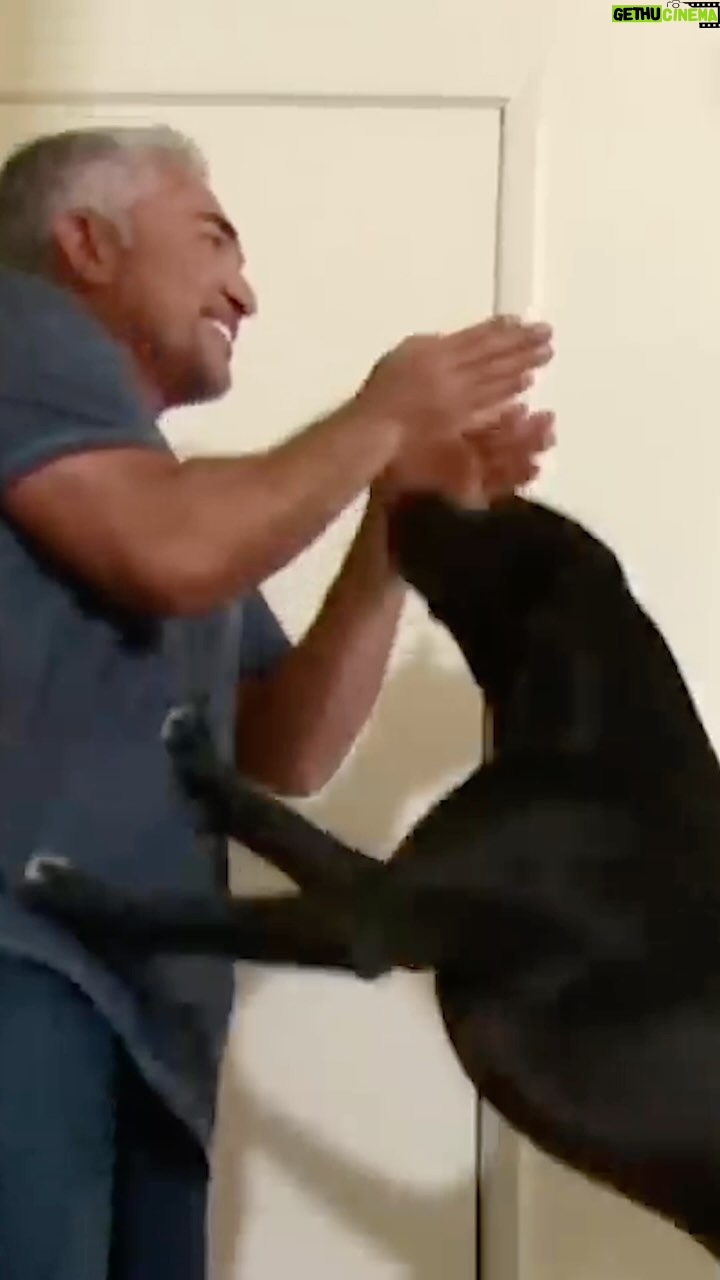 Cesar Millan Instagram - In this video, I meet 3 overly excited dogs. They are so out of control I can’t even get through the front door! Are you negotiating with your dog at the door? As the Pack Leaders, we must give direction in a calm assertive state to our dogs. ——— En este vídeo conozco a 3 perros demasiado excitados. ¡Están tan fuera de control que ni siquiera puedo atravesar la puerta! ¿Estás negociando la puerta y entrada con tu perro? Como líderes de manada, debemos dar dirección a nuestros perros en un estado tranquilo y asertivo.