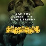 Cesar Millan Instagram - Meet Pepper! Can you guess his dog breed? 🐕 His position in the pack is a back of the pack! They are the most sensitive and alert the pack if there is any danger. Check out his episode on the new season of Better Human Better Dog on Disney and National Geographic —— ¡Conoce a Pepper! ¿Puedes adivinar qué raza de perro es? ¡Su posición en el grupo es la de atrás! Son los más sensibles y alertan a la manada si hay algún peligro. Mira su episodio de la nueva temporada de Better Human Better Dog en Disney y National Geographic