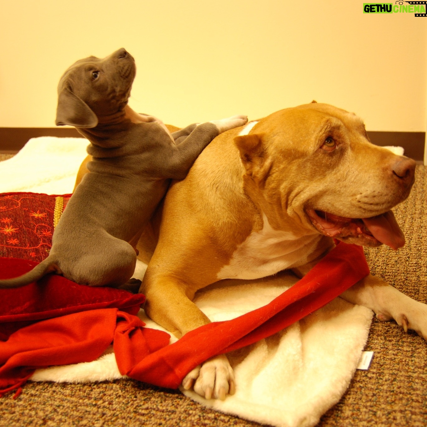 Cesar Millan - 79.9K Likes - DADDY & JUNIOR Was Love at First Sight ❤️
. . .
DADDY & JUNIOR Fue Amor a Primer Vista ❤️