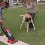 Cesar Millan Instagram – This dog attacks the vacuum!!

Remember a dog learns nose, eyes, and ears.

It is our job as the pack leaders to understand how our dog learns and properly communicate the outcome we want!

Full Demonstration on our YouTube! Link in our bio 🔗

#betterhumansbetterplanet