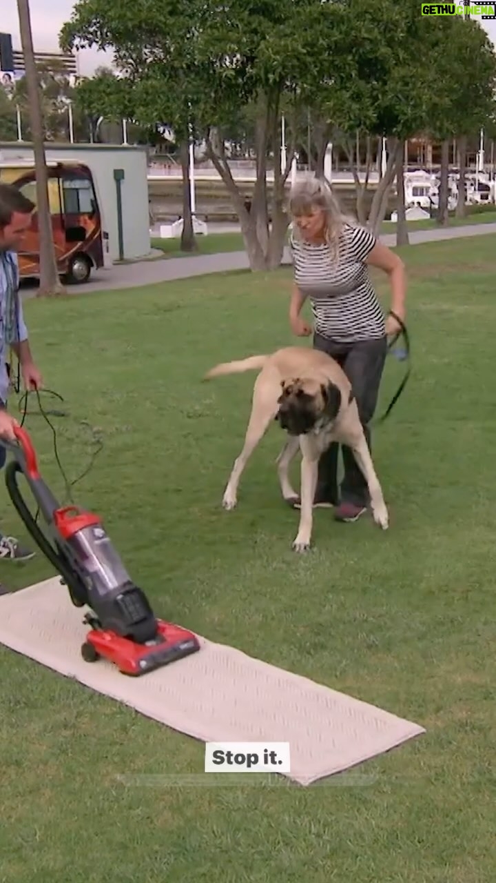 Cesar Millan Instagram - This dog attacks the vacuum!! Remember a dog learns nose, eyes, and ears. It is our job as the pack leaders to understand how our dog learns and properly communicate the outcome we want! Full Demonstration on our YouTube! Link in our bio π #betterhumansbetterplanet