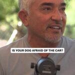 Cesar Millan Instagram – Is your dog afraid of the car before you go to the vet? 🚙

Remember it is important to remember how and what you associate your dog with!

#dogtraining #dog #betterhumansbetterplanet