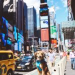 Cesar Millan Instagram – 🗽 New York in 2019 with Sophia!
. . .
🗽 New York en 2019 con Sophia!