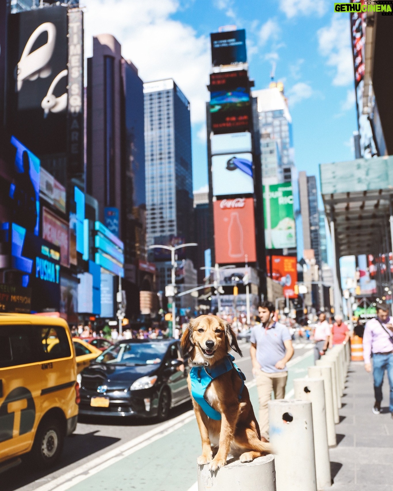 Cesar Millan - 16.9K Likes - 🗽 New York in 2019 with Sophia!
. . .
🗽 New York en 2019 con Sophia!