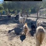 Cesar Millan Instagram – Silence and Calmness is the key 🔑
The pack on their daily migration walk 🚶🏽♂️🦙🐴🐄🐐
Come meet the animals at TCW! ❤️
Secure your spot on our Website
🎥: @its_a_mistryy
#betterhumansbetterplanet