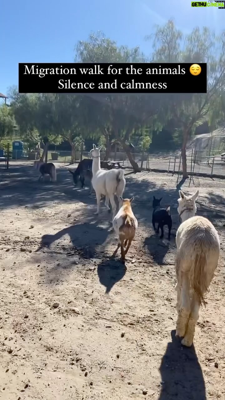 Cesar Millan Instagram - Silence and Calmness is the key π The pack on their daily migration walk πΆπ½ββοΈπ¦π΄ππ Come meet the animals at TCW! β€οΈ Secure your spot on our Website π₯: @its_a_mistryy #betterhumansbetterplanet