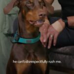 Cesar Millan Instagram - Are we catering to our dogs’ “puppy-ness.” It is important to set rules, boundaries and limitations in order to create the outcome of Trust, Respect, and Love. Check out the new season of Better Human Better Dog on Disney and National Geographic. —- ¿Seguimos promoviendo comportamientos de “cachorro” en nuestro perro? Es importante establecer reglas, límites y limitaciones para crear el resultado de Confianza, Respeto y Amor. Mira la nueva temporada de Better Human Better Dog en Disney y National Geographic.