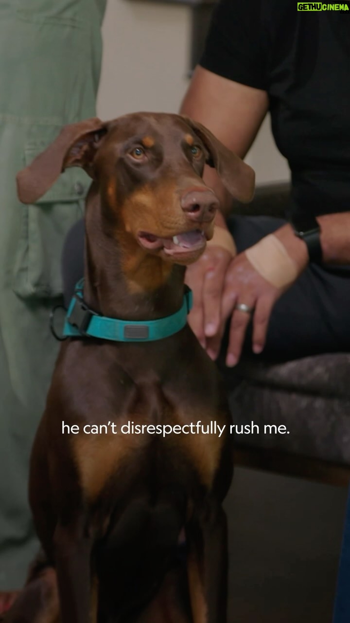 Cesar Millan - 16.2K Likes - Are we catering to our dogsā āpuppy-ness.ā
It is important to set rules, boundaries and limitations in order to create the outcome of Trust, Respect, and Love.
Check out the new season of Better Human Better Dog on Disney and National Geographic.
ā-
ĀæSeguimos promoviendo comportamientos de ācachorroā en nuestro perro?
Es importante establecer reglas, lĆmites y limitaciones para crear el resultado de Confianza, Respeto y Amor.
Mira la nueva temporada de Better Human Better Dog en Disney y National Geographic.