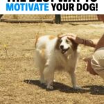 Cesar Millan Instagram - The Best Way to Motivate Your Dog! 🐕 It is important to be aware of WHEN you reward your dog. Remember to work as a TEAM. From one of Cesar’s Leader of the Pack episodes 📺 Learn more @trainingcesarsway #throwback #betterhumansbetterplanet