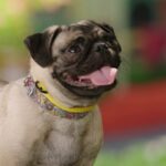 Cesar Millan Instagram - Cesar Millan is the best matchmaker when it comes to dogs and families. How did you know your furbaby was the one? 🐾 Don't miss a new season of #BetterHumanBetterDog, premiering tomorrow at 9/8c on National Geographic. Streaming on @DisneyPlus and @hulu.