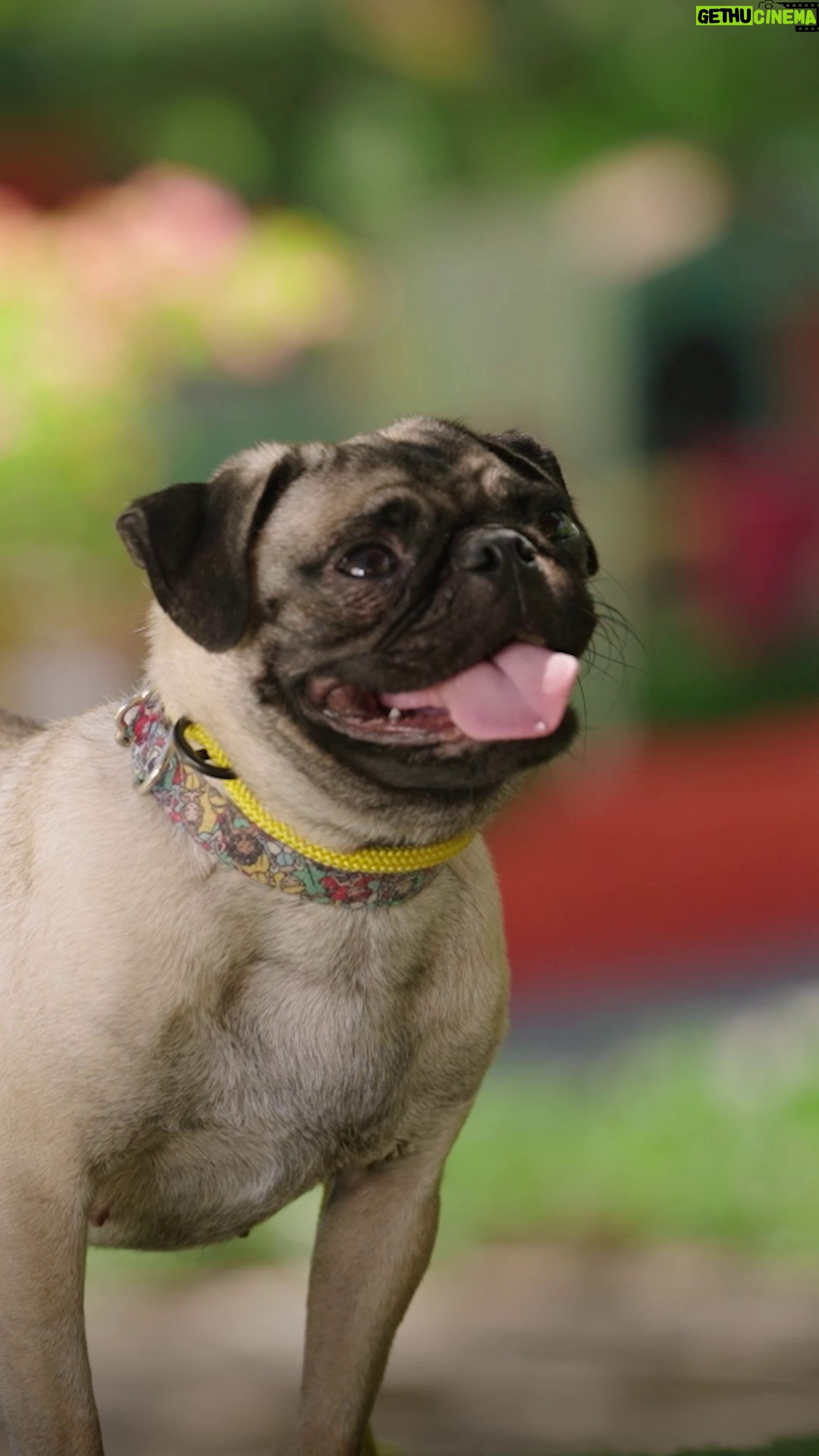 Cesar Millan Instagram - Cesar Millan is the best matchmaker when it comes to dogs and families. How did you know your furbaby was the one? 🐾 Don't miss a new season of #BetterHumanBetterDog, premiering tomorrow at 9/8c on National Geographic. Streaming on @DisneyPlus and @hulu.