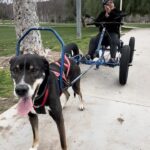 Cesar Millan Instagram - Exercising with my pack @saccodogcart 🐕 Remember to always keep it Natural, Simple, and Profound. Get your Sacco Dog Cart: CM Edition @ saccodogcart.com #betterhumansbetterplanet