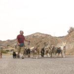 Cesar Millan Instagram – National Walk Your Dog Day 🐕
One of the best ways to love your dog is to take them for a LONG walk.
Remember it is exercise, discipline, and affection.
Where are you going for your walk today?
#betterhumansbetterplanet
• • •
Día Nacional de Pasear a tu Perro 🐕
Una de las mejores maneras de amar a tu perro es llevarlo a dar un LARGO paseo.
Recuerda que es: Ejercicio, disciplina y cariño.
¿Adónde vas a caminar hoy?
#mejoreshumanosmejorplaneta
