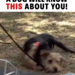 Cesar Millan Instagram - A dog will know this about you 🫵 They will know what makes you weak ❗️ Does your dog know yours? Clip from my Leader of the Pack Episode on Cesar’s Youtube Channel! #betterhumansbetterplanet #dogtraining