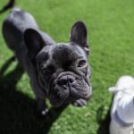 Cesar Millan Instagram - Our French Bulldog, BISON. Celebrating him on #NationalFrenchBulldogDay . . . Nuestro Bulldog Francés, BISON. Celebrándolo en el Día Nacional del Bulldog Francés #FrenchBulldogDay