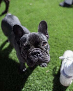 Cesar Millan Instagram - Our French Bulldog, BISON. Celebrating him on #NationalFrenchBulldogDay
. . . 
Nuestro Bulldog Francés, BISON. Celebrándolo en el Día Nacional del Bulldog Francés #FrenchBulldogDay