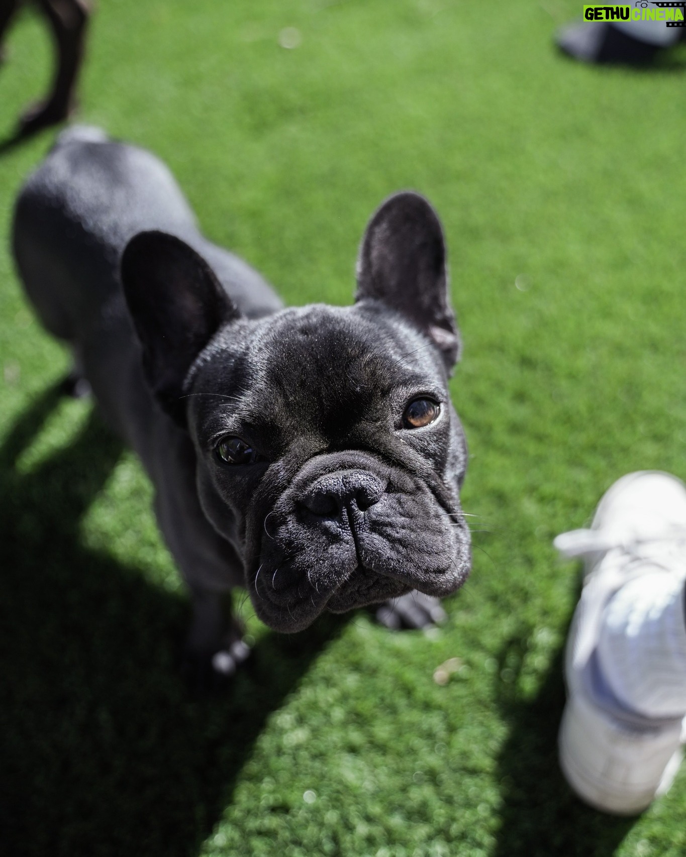 Cesar Millan - 9K Likes - Our French Bulldog, BISON. Celebrating him on #NationalFrenchBulldogDay
. . .
Nuestro Bulldog Francés, BISON. Celebrándolo en el Día Nacional del Bulldog Francés #FrenchBulldogDay