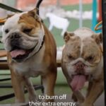 Cesar Millan Instagram - Better Human Better Dog Season 4: Top Transformations Meet Bailey and Stella! They are like two gladiators fighting each other. To stop these fights it is important to burn off their extra energy through exercise. We use the treadmill to address this issue! Check out the new season of Better Human Better Dog on Disney and National Geographic. —— ¡Conoce a Bailey y Stella! Son como dos gladiadores luchando entre ellos. Para detener estas peleas es importante quemar la energía extra mediante el ejercicio. ¡Usamos una caminadora para solucionar este problema! Mira la nueva temporada de Better Human Better Dog en Disney y National Geographic.