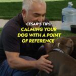 Cesar Millan Instagram - Cesar’s Training Tips: Teaching a pet parent to use a point of reference. Don’t miss all-new episodes of #BetterHumanBetterDog, Fridays at 9/8c on National Geographic. Stream on @DisneyPlus and @hulu. ——— Consejos de entrenamiento de César: Enseñar a los padres de la mascota a utilizar un punto de referencia. No se pierdan episodios completamente nuevos de #BetterHumanBetterDog, los viernes a las 9/8c en National Geographic. Mira en @DisneyPlus y @hulu