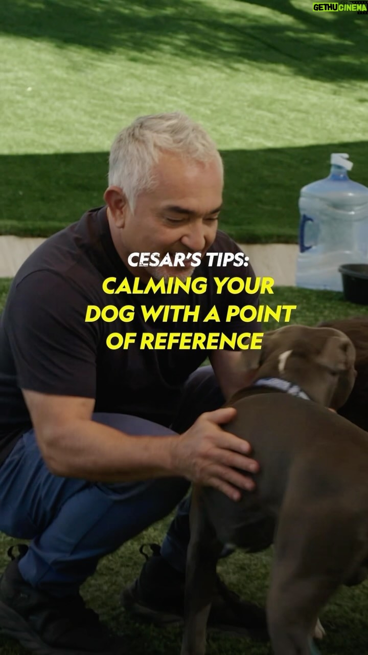 Cesar Millan - 10.6K Likes - Cesarās Training Tips: Teaching a pet parent to use a point of reference.
Donāt miss all-new episodes of #BetterHumanBetterDog, Fridays at 9/8c on National Geographic. Stream on @DisneyPlus and @hulu.
āāā
Consejos de entrenamiento de CƩsar: EnseƱar a los padres de la mascota a utilizar un punto de referencia.
No se pierdan episodios completamente nuevos de #BetterHumanBetterDog, los viernes a las 9/8c en National Geographic. Mira en @DisneyPlus y @hulu