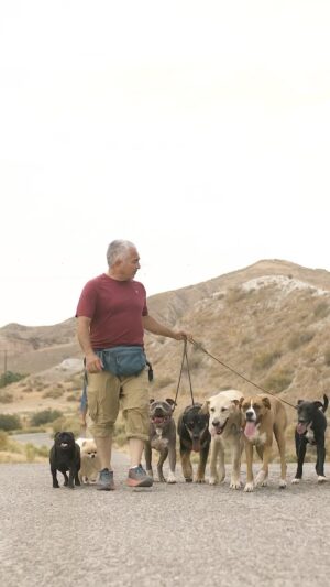 Cesar Millan Instagram - Did you walk your dog today? 🚶🏽‍♂️🐕🐕🐕🐕

Remember that Mastering the Walk is one of the best ways to create the best relationship with our dogs!

Learn more @trainingcesarsway

#throwbackthursday #dogtraining #betterhumansbetterplanet

———

¿Paseaste a tu perro hoy?

¡Recuerda que Dominar el Paseo es una de las mejores formas de crear la mejor relación con nuestros perros!

Más información @trainingcesarsway

#perro #entrenamientodeperros #mejoreshumanosmejorplaneta