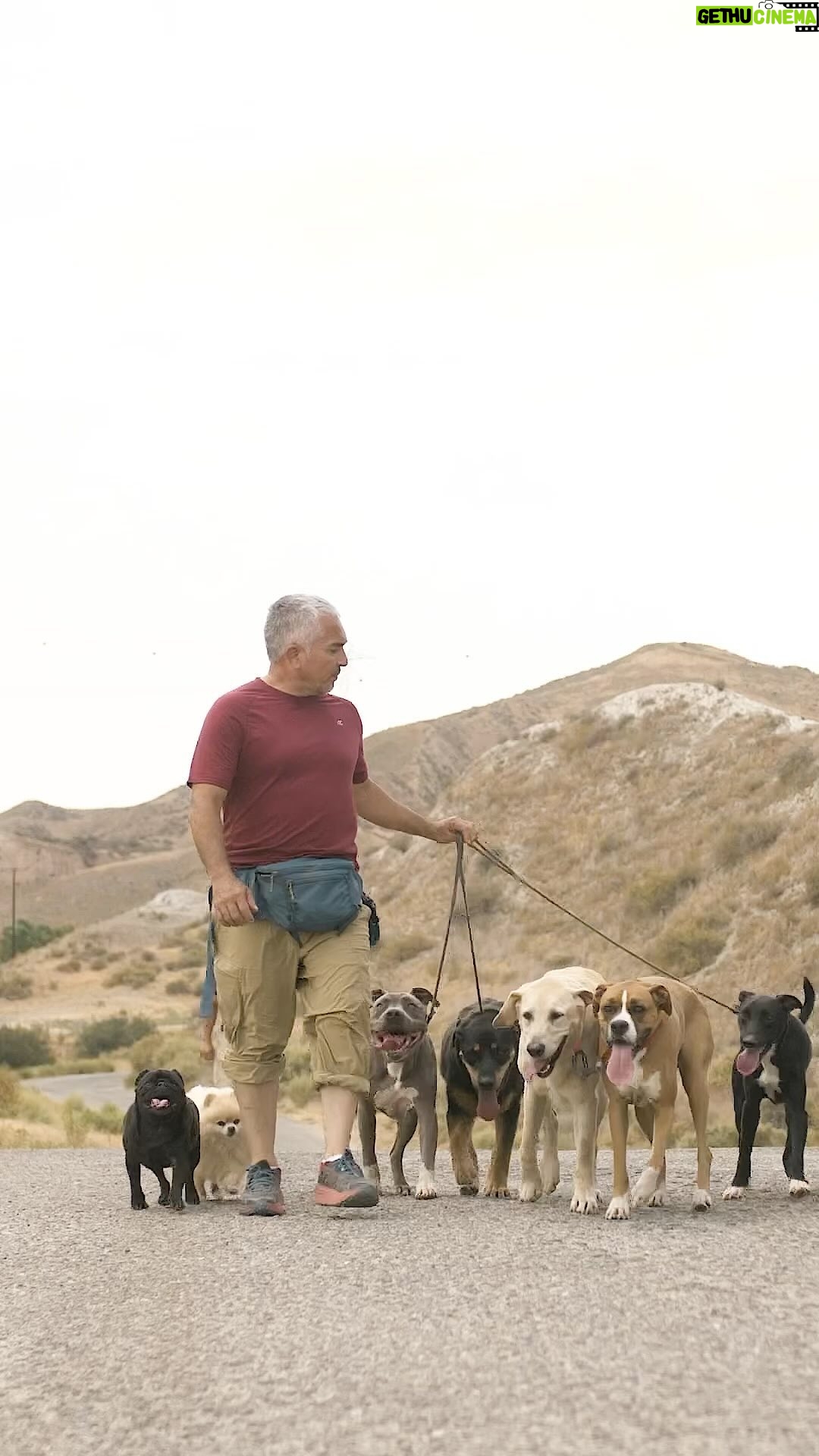 Cesar Millan - 11K Likes - Did you walk your dog today? š¶š½āāļøšššš
Remember that Mastering the Walk is one of the best ways to create the best relationship with our dogs!
Learn more @trainingcesarsway
#throwbackthursday #dogtraining #betterhumansbetterplanet
āāā
ĀæPaseaste a tu perro hoy?
”Recuerda que Dominar el Paseo es una de las mejores formas de crear la mejor relación con nuestros perros!
MÔs información @trainingcesarsway
#perro #entrenamientodeperros #mejoreshumanosmejorplaneta