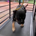 Cesar Millan Instagram - How are you exercising with your pack today? 🐕 One of our favorite ways at the ranch is the treadmill! Share yours below! #betterhumansbetterplanet #dogtraining • • • ¿Cómo te ejercitas con tu manada hoy? 🐕 ¡Una de nuestras formas favoritas en el rancho es la caminadora! ¡Comparte tu técnica con nosotros! #mejoreshumanosmejorplaneta #entrenamientodeperros