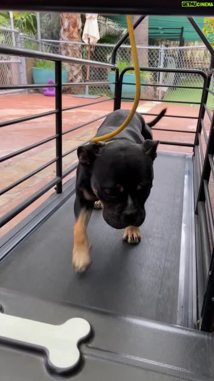 Cesar Millan Instagram - How are you exercising with your pack today? 🐕 One of our favorite ways at the ranch is the treadmill! Share yours below! #betterhumansbetterplanet #dogtraining • • • ¿Cómo te ejercitas con tu manada hoy? 🐕 ¡Una de nuestras formas favoritas en el rancho es la caminadora! ¡Comparte tu técnica con nosotros! #mejoreshumanosmejorplaneta #entrenamientodeperros