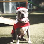Cesar Millan Instagram - Trust - Respect - Love... And of course tons of fun!!! Who else is getting ready for the holidays??? 🎅🐶 . . . Confianza - Respeto - Amor... Y por supuesto mucha diversión!!! Quién más se está preparando para las vacaciones??? 🎅🐶