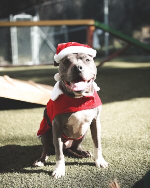 Cesar Millan Instagram - Trust - Respect - Love... And of course tons of fun!!!

Who else is getting ready for the holidays??? 🎅🐶
. . . 
Confianza - Respeto - Amor... Y por supuesto mucha diversión!!!

Quién más se está preparando para las vacaciones??? 🎅🐶