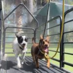 Cesar Millan Instagram - Spot & Minnie walking on the Treadmill at the ranch! 🐕🐕 Calm Vibes & Confident Strides ❤️ How are you exercising with your pack today? 🎥: @its_a_mistryy #betterhumansbetterplanet