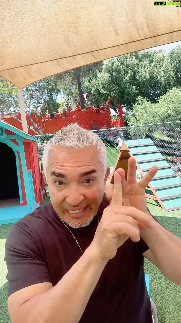 Cesar Millan Instagram - SPANISH SATURDAYS!! Perros celosos? Agresivos con sus parejas? 😅 Muchas veces el problema somos nosotros y la realación con nuestros perros . Acompáñanos en TikTok donde hago En Vivos para responder dudas de ustedes y sus perros. #mejoreshumanosmejorplaneta