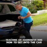 Cesar Millan Instagram – In this Cesar911 episode, I meet Misty, an aggressive dog.
I assess and evaluate if this dog is actually aggressive or instead insecure.
I also teach Misty how to get inside of a car correctly.
It is all about TRUST.
Remember to always lead with a calm confident energy.
LINK in BIO to our Youtube Channel! 🔗
Learn more @trainingcesarsway
#dogtraining #dog #cesarmillan