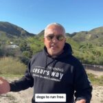Cesar Millan Instagram - Sunday Surrender (TikTok Live Edition) - Dreams 💭 I want to show people that even if your dreams sound big and crazy you can accomplish it. Find out the story of how the DPC came to be! A short snippet from our TikTok Lives at the Ranch where we answer your questions! Follow me on TikTok to see when we go LIVE next! #betterhumansbetterplanet