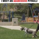 Cesar Millan Instagram - I meet Nani, an aggressive pitbull that is tearing this family apart. Remember it is important to remember that our energy can greatly affect our dogs. We must be calm assertive pack leaders. #betterhumansbetterplanet Conozco a Nani, un pitbull agresivo que está destrozando a esta familia. Recuerda que es importante recordar que nuestra energía puede afectar mucho a nuestros perros. Debemos ser unos líderes de manada tranquilos y asertivos. #mejoreshumanosmejorplaneta