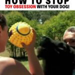 Cesar Millan Instagram - How to Stop Toy Obsession with Your Dog! 🐕 Remember it is important to be aware of what behavior you are rewarding! Clip from my Leader of the Pack Episode on Cesar’s YouTube Channel! #trainingtiptuesday #betterhumansbetterplanet