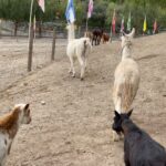Cesar Millan Instagram - Ranch Days - Walking Around the Olympic Track at the Ranch ☀️ Can you name all the different species? #betterhumansbetterplanet 📸: @its_a_mistryy • • • Días en el Rancho - Caminando por la Pista Olímpica en el Rancho ☀️ ¿Puedes nombrar todas las diferentes especies? #mejoreshumanosmejorplaneta