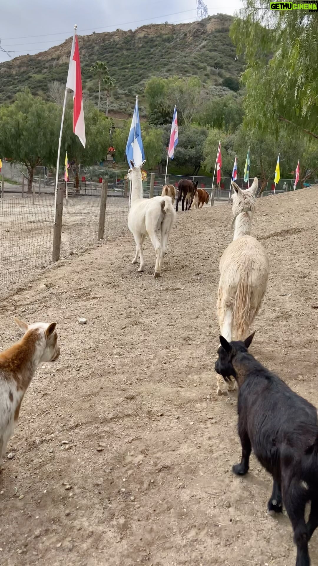 Cesar Millan Instagram - Ranch Days - Walking Around the Olympic Track at the Ranch ☀️ Can you name all the different species? #betterhumansbetterplanet 📸: @its_a_mistryy • • • Días en el Rancho - Caminando por la Pista Olímpica en el Rancho ☀️ ¿Puedes nombrar todas las diferentes especies? #mejoreshumanosmejorplaneta