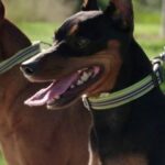 Cesar Millan Instagram - Be calm ✅ Be confident ✅ Claim your space ✅ Watch #BetterHumanBetterDog tonight at 9/8c on National Geographic. Streaming soon on @DisneyPlus and @hulu.
