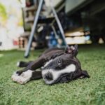Cesar Millan Instagram - National Puppy Day 🐶 Let’s celebrate all of our puppies today. Swipe right to see our favorite puppy photos of the pack! #nationalpuppyday #betterhumansbetterplanet —— Día Nacional del Cachorro �� Celebremos a todos nuestros cachorros hoy. ¡Desliza a la derecha para ver nuestras fotos favoritas de la manada cuando eran cachorros! #dianacionaldelcachorro #mejoreshumanosmejorplaneta