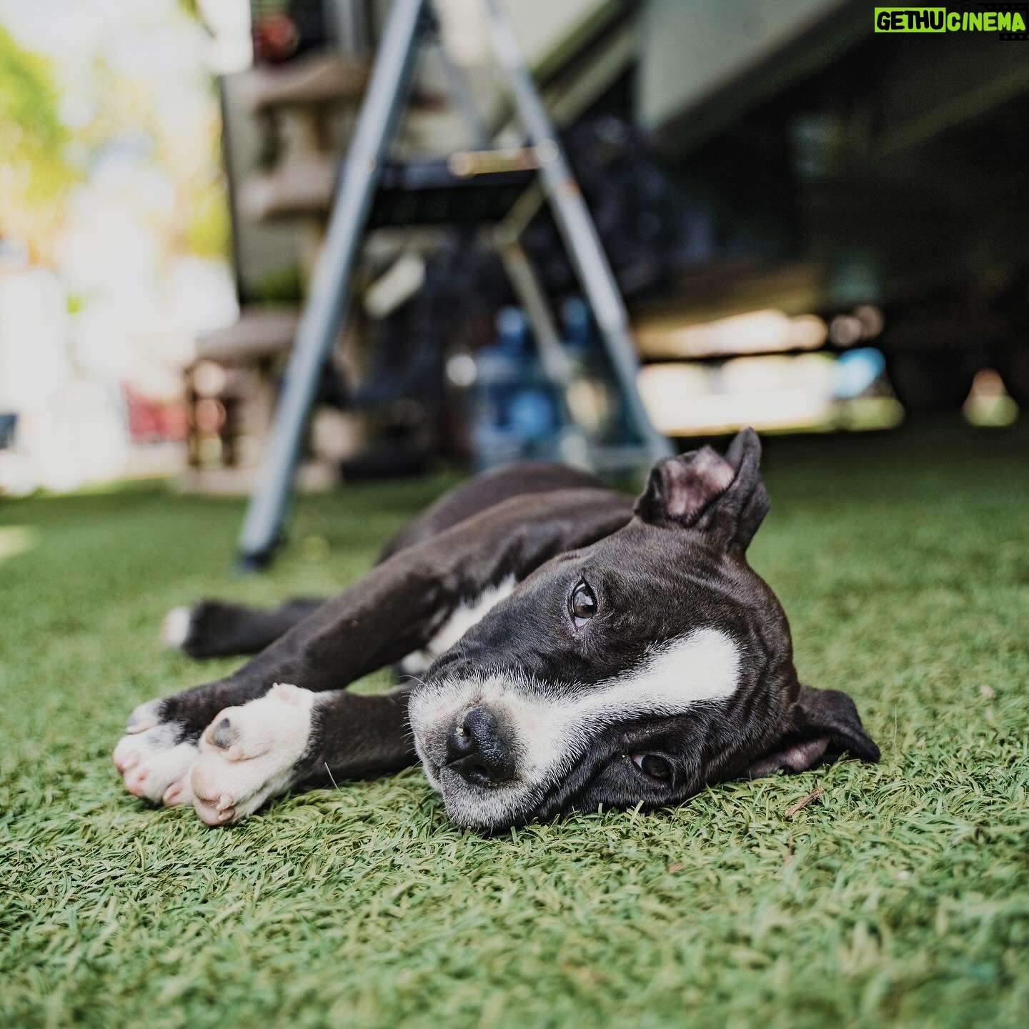 Cesar Millan - 13.8K Likes - National Puppy Day 🐶
Let’s celebrate all of our puppies today.
Swipe right to see our favorite puppy photos of the pack!
#nationalpuppyday #betterhumansbetterplanet
——
Día Nacional del Cachorro ��
Celebremos a todos nuestros cachorros hoy.
¡Desliza a la derecha para ver nuestras fotos favoritas de la manada cuando eran
cachorros!
#dianacionaldelcachorro #mejoreshumanosmejorplaneta