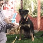 Cesar Millan Instagram - How To Teach Your Dog Food Patience 🐕 In this video, I teach you how to create food boundaries with your dog. It is important to create healthy rules, boundaries, and limitations around food with your dog! After you master this, you can teach your dog boundaries around the house, kitchen, door, other dogs, and much more! Full video on YouTube now. —— Cómo enseñarle paciencia a tu perro para comer. En este vídeo te enseño cómo crear límites alimentarios con tu perro. ¡Es importante crear reglas, límites y barreras saludables en torno a la comida con tu perro! Una vez que domines esto, podrás enseñarle a tu perro los límites de la casa, la cocina, la puerta, otros perros y mucho más. Mira el vídeo completo en YouTube ahora.