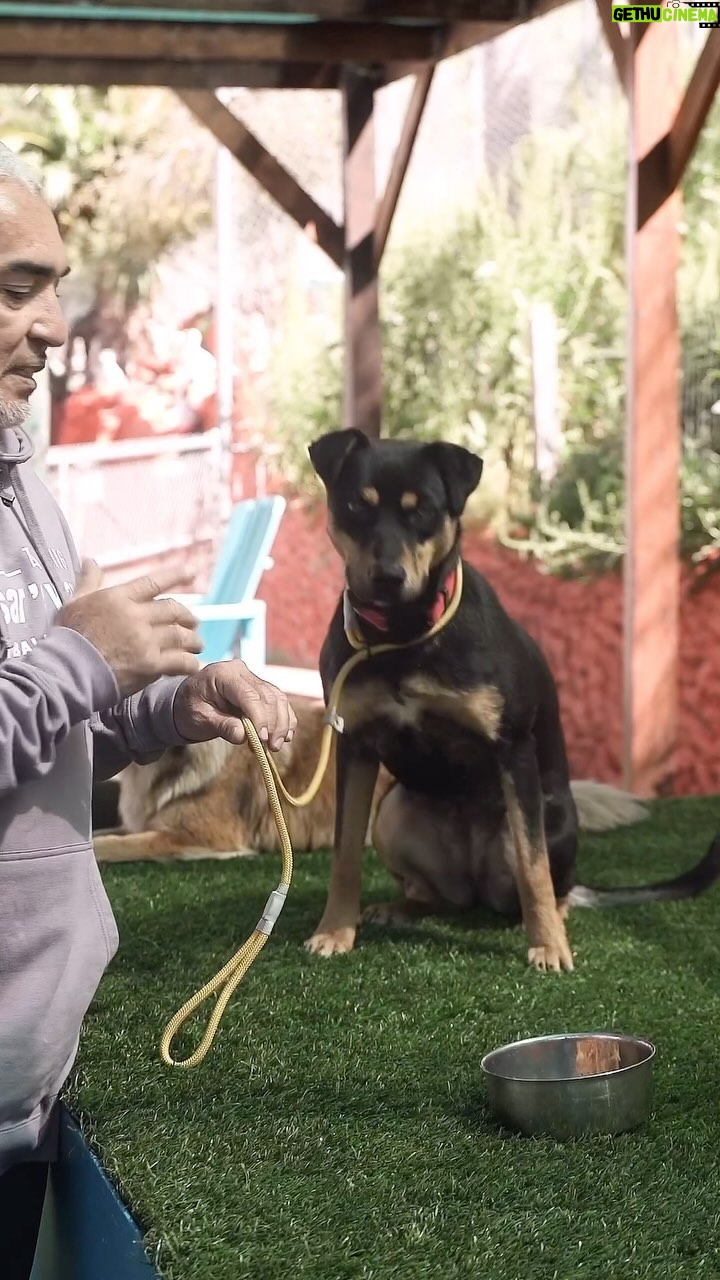 Cesar Millan Instagram - How To Teach Your Dog Food Patience đ In this video, I teach you how to create food boundaries with your dog. It is important to create healthy rules, boundaries, and limitations around food with your dog! After you master this, you can teach your dog boundaries around the house, kitchen, door, other dogs, and much more! Full video on YouTube now. ââ CĂłmo enseñarle paciencia a tu perro para comer. En este vĂdeo te enseño cĂłmo crear lĂmites alimentarios con tu perro. ÂĄEs importante crear reglas, lĂmites y barreras saludables en torno a la comida con tu perro! Una vez que domines esto, podrĂĄs enseñarle a tu perro los lĂmites de la casa, la cocina, la puerta, otros perros y mucho mĂĄs. Mira el vĂdeo completo en YouTube ahora.