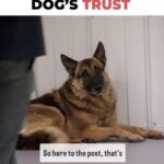 Cesar Millan Instagram - How to earn a dog’s trust ❤️ Patience and Repetition is key 🔑 Learn more @trainingcesarsway #dog #dogtraining #cesarmillan