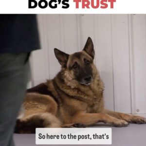 Cesar Millan Instagram - How to earn a dog’s trust ❤️

Patience and Repetition is key 🔑 

Learn more @trainingcesarsway 

#dog #dogtraining #cesarmillan