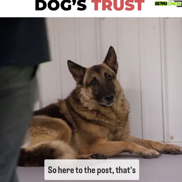 Cesar Millan - 11.2K Likes - How to earn a dogās trust ā¤ļø
Patience and Repetition is key š
Learn more @trainingcesarsway
#dog #dogtraining #cesarmillan